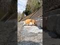 川辺でゴロスリするコーギー / A Corgi rolling around by the river. #コーギー #corgi