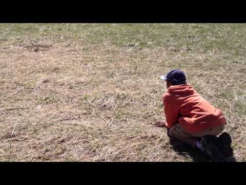 gopher snaring