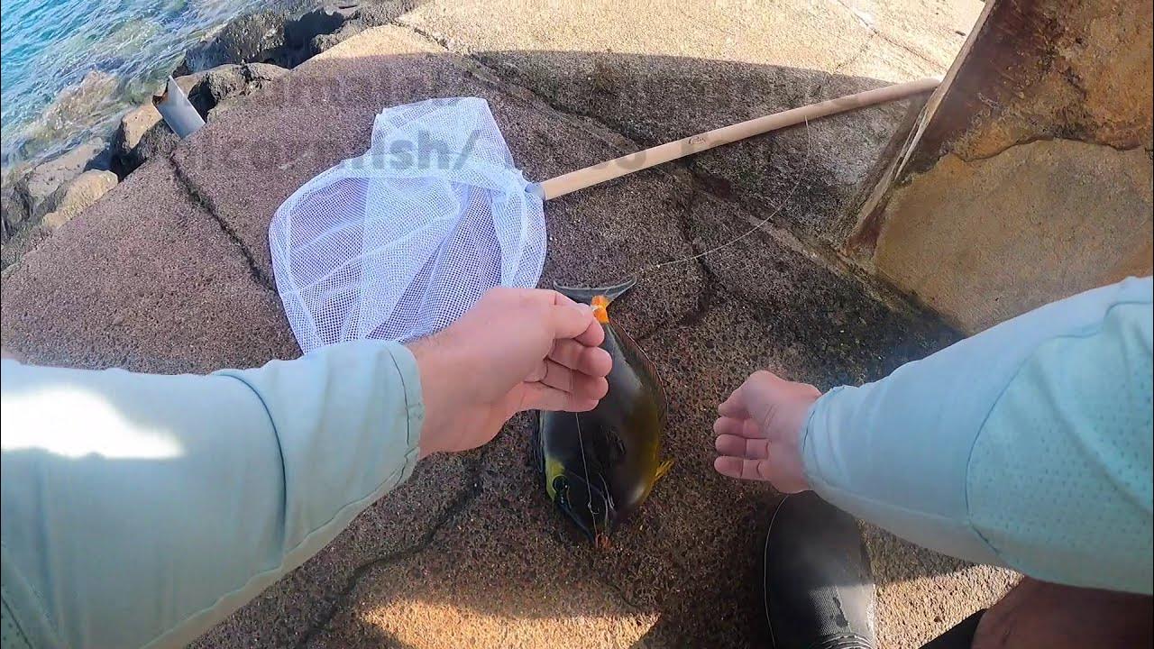 Hawaii Shore Fishing 2021 Whipping YouTube