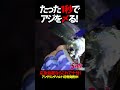 1秒でアジを〆る #shorts #アジング #村上晴彦