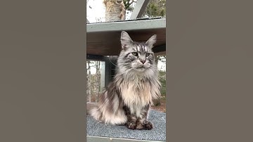 Majestic and Adorable Maine Coon Cat | Listening to Birds on the Catio | #shorts