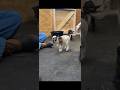 Mini baby goat hops #katievanslyke
