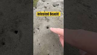 These Infest Under Your Feet At The Beach