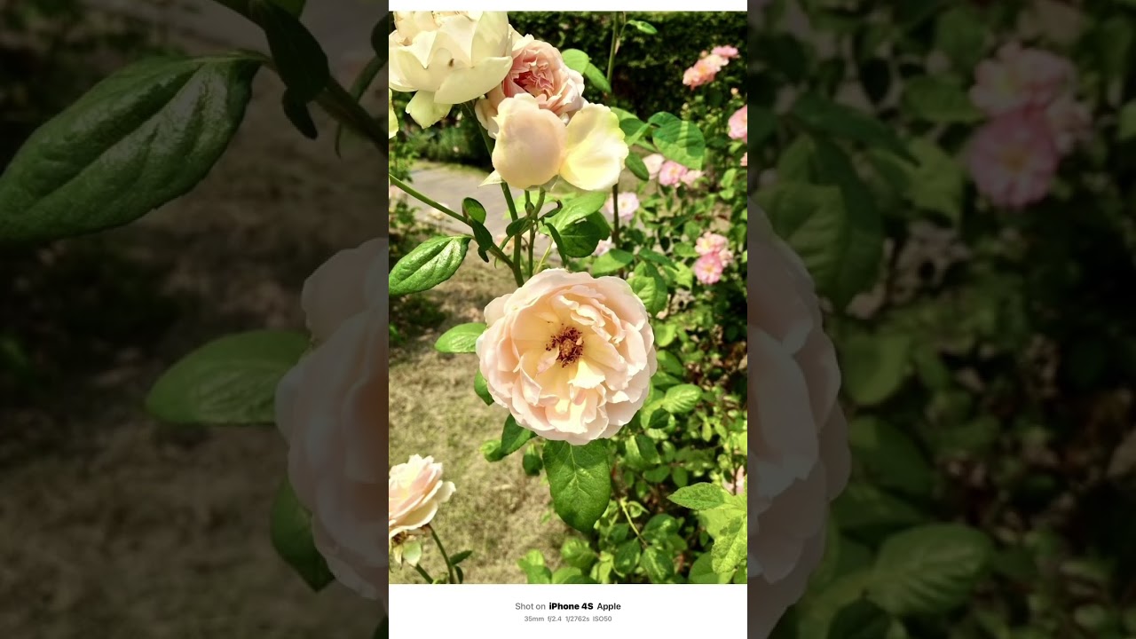 15年前のiPhone 4Sで撮ってみました📱📸このレトロな写り、今