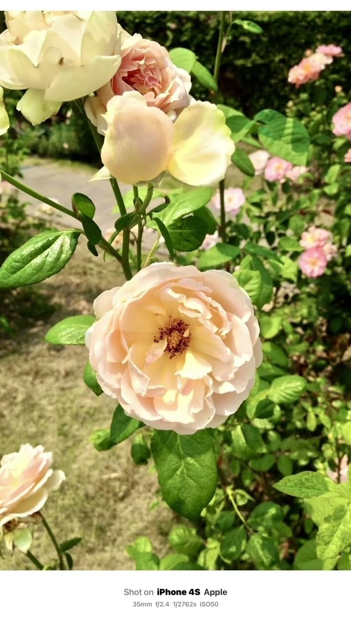 15年前のiPhone 4Sで撮ってみました📱📸このレトロな写り、今