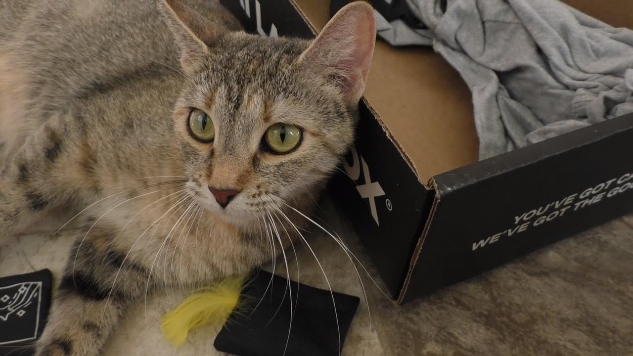 Кошачья коробка (Чёрная коробка кошек) Октябрь 2025! 😻