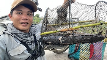 Đặt lờ vô bầy cá trê lai quá khủng , tin hay không tùy bạn #lờcácảitiến 