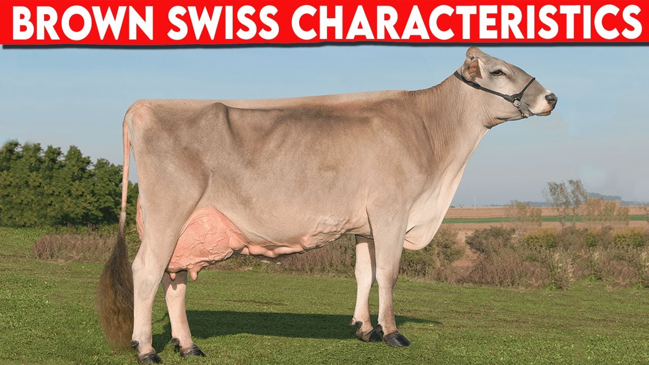 ⭕ BROWN SWISS CHARACTERISTICS ALSO KNOWN AS BROWN SWISS Dairy Cows