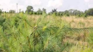 The Growth Rate Of White Pine Trees  in our Field