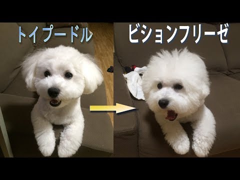 トイプードルからビションに出戻りした犬 ビションフリーゼ Youtube