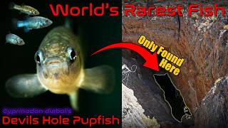 The Devils Hole Pupfish | The World's Rarest Fish