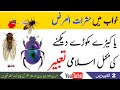 Khwab Mein Keeray Makoray Insects Dekhna Dreaming About Insects Dream Interpretation 
