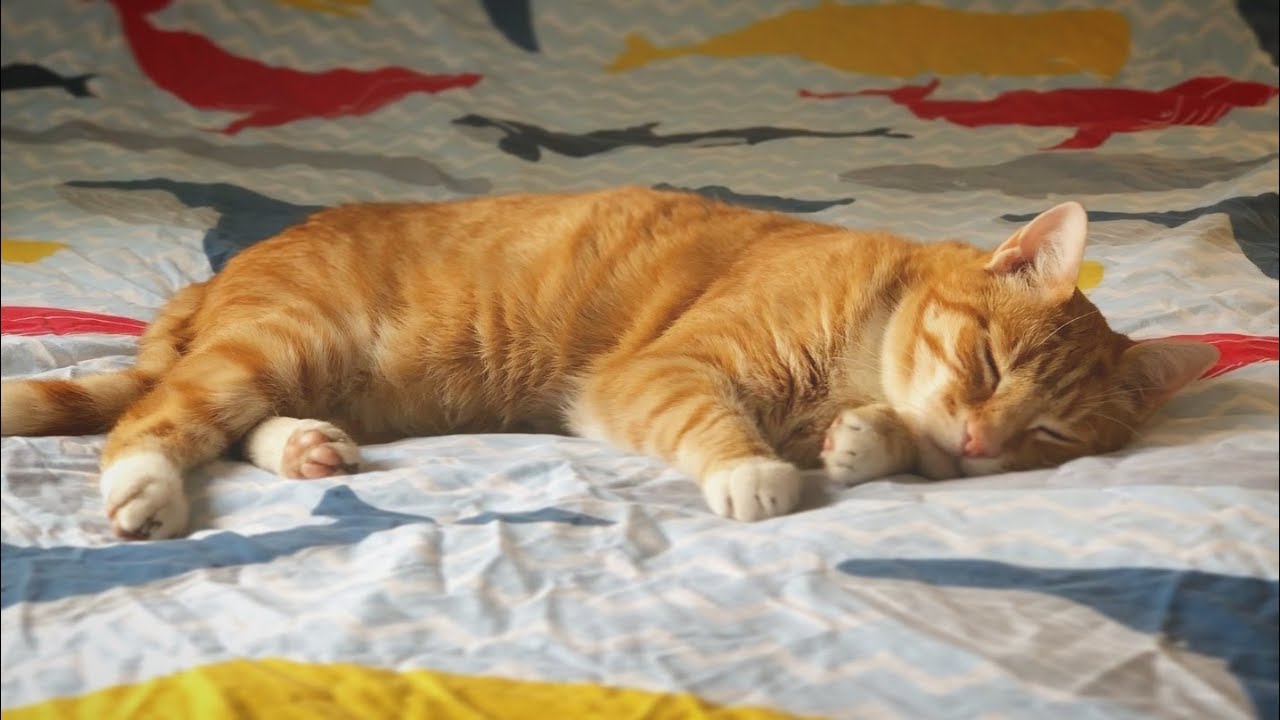 Cat Puns Half Asleep Chris TELHO