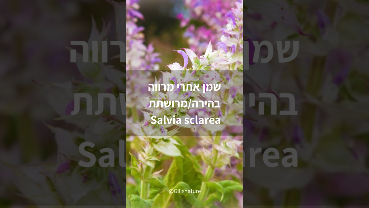 שמן אתרי מרווה בהירה/מרושתת