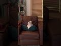 Ruby's Screen Test #puppy #podcastclips #cute