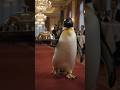 Penguin serving food...🐧🐧🐧 #AIVideo #AICinematic #AIArt #DigitalArt #Cinematic #AIAnimation #AIStory