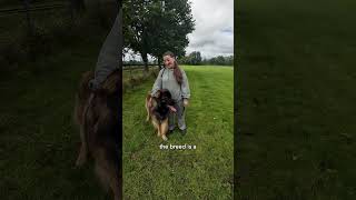"They helped pull ammunition during the war" 🤯 #leonberger