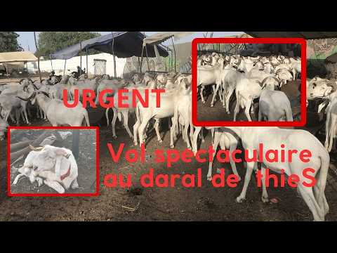 Kawtef au foirail de Thiès, 17 moutons volés (4 millions) (partie 1)