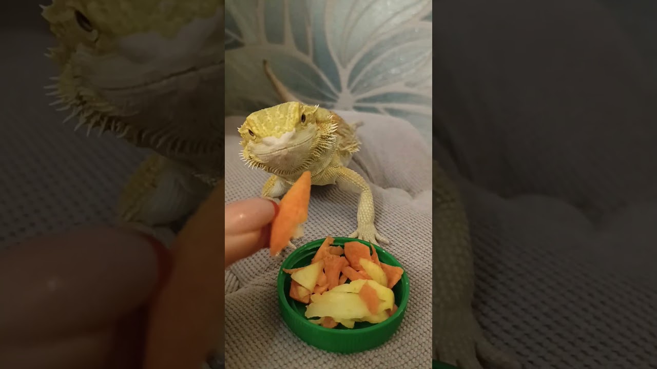 Ужин бородатой агамы: 