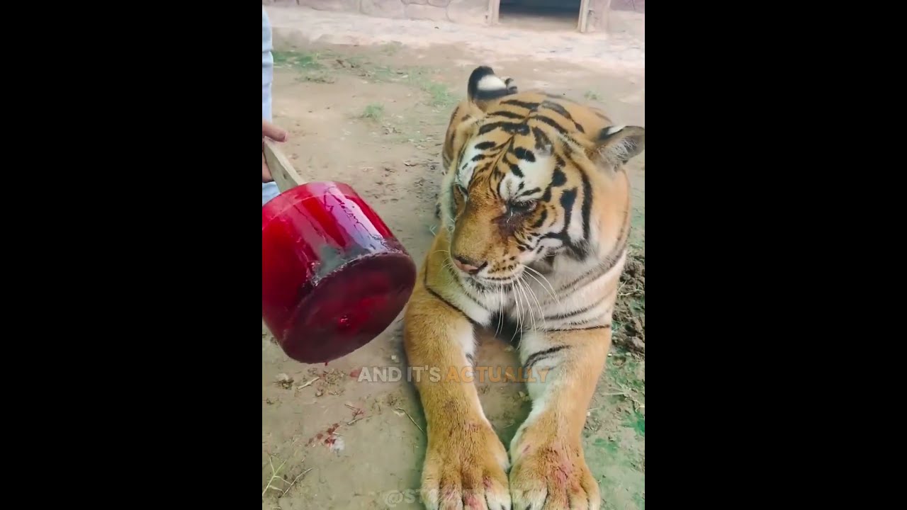 How Tigers Cool Down 🐯🧊