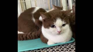 BSH Cinnamon Dominant Blue Eyes 