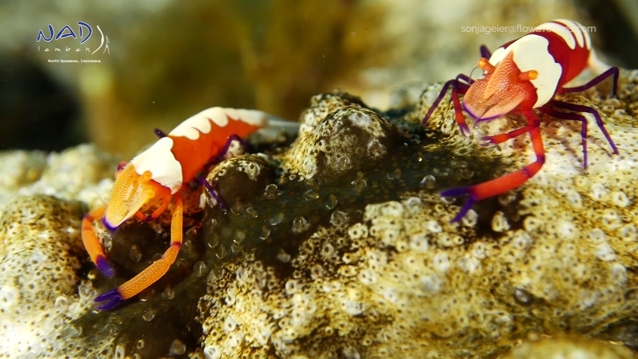NAD-LEMBEH HIGHLIGHTS | June, 2018
