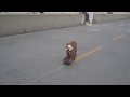 Skateboarding Bulldog Ollie 5k
