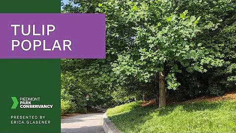 Tulip Poplar - Tree Tour Series