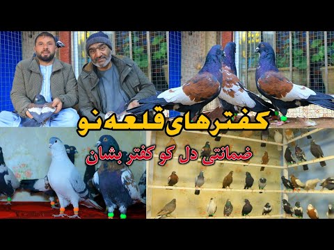 کفتر های قلعه نو به ضمانت دل کو کفتر بشان کفتر با قیمت مناسب     