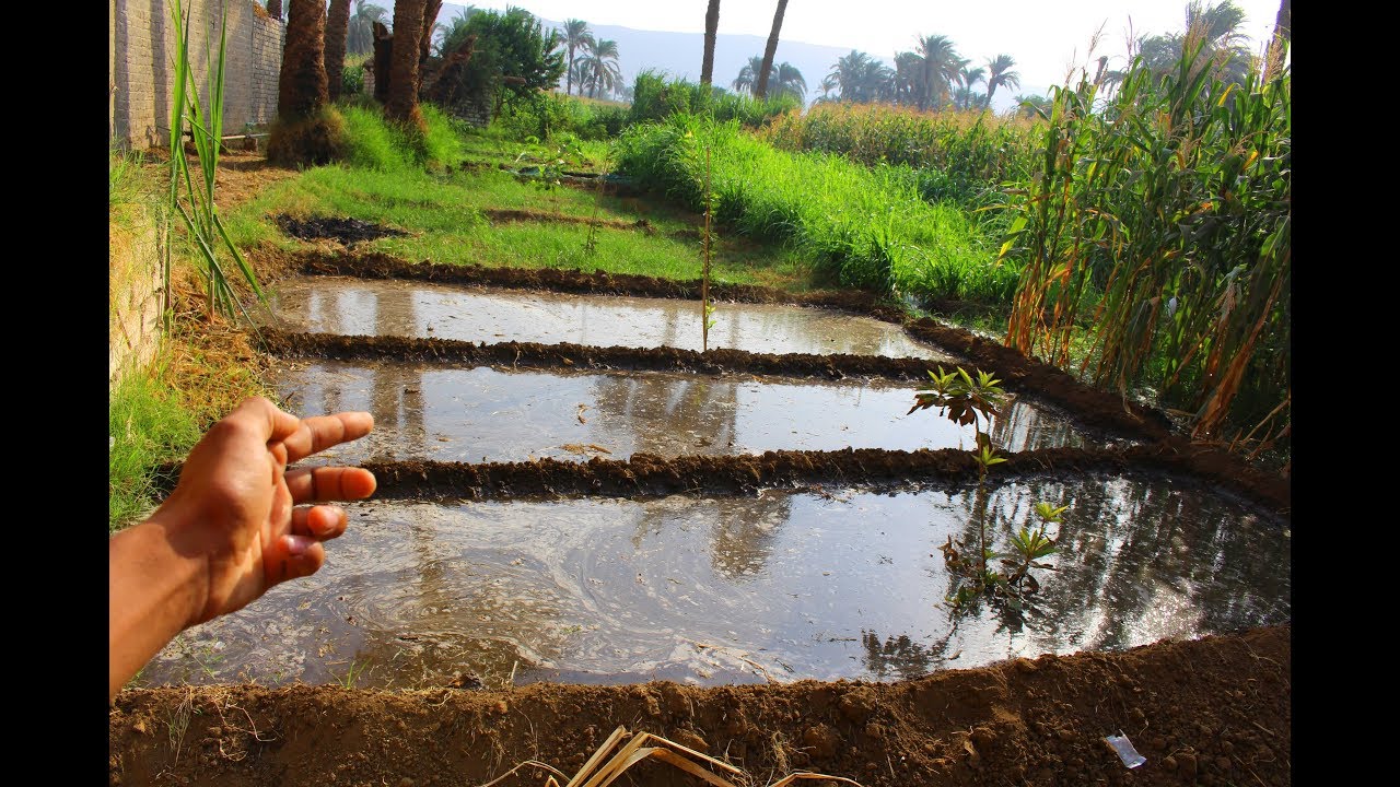 #تجهيز_الاحواض للزراعه|4|شوفوا ازاي زرعت شبت وبقدونس وكزبره بكل سهوله