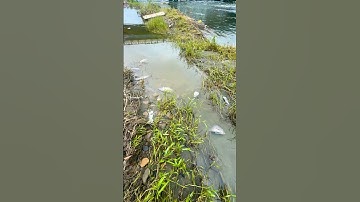 Due to heavy typhoon and cause it floods that why so many dead fish 🐟