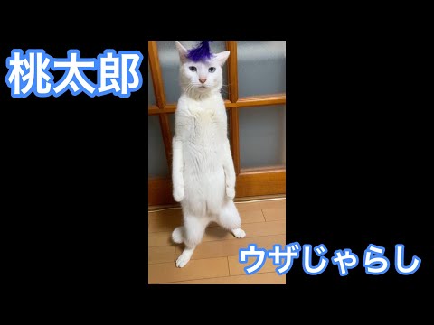 遊んでくれる猫 2