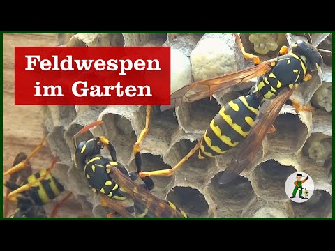 Video: Stichen langbeinige Wespen?
