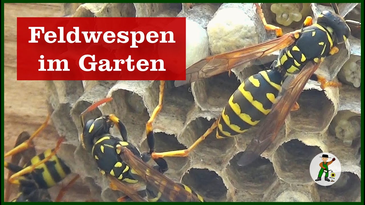 Die Feldwespe - Ein wahrer Nützling