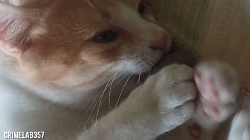 SmartyKat Skitter Critters