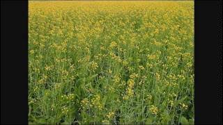 virsa punjab da. ਵਿਰਸਾ ਪੰਜਾਬ ਦਾ