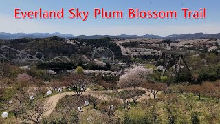 Everland Sky Plum Blossom Trail Hiking