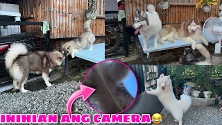 Offleash Afternoon With The Pack! | AFTERNOON ROUTINE | VLOGMAS ‘22 Day 6 | Husky Pack TV