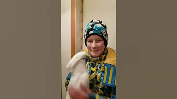 Соломон ждёт Остапа из школы.Мальчик и попугай какаду.Попугай встречает хозяина. Гиацинтовый ара