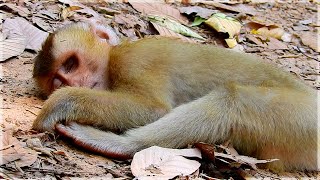 Oops So Pitiful Baby Monkey Boy Sleeping The Ground Sok Sleeping Very Lonely