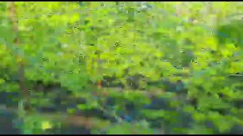 BITTER GOURD SUPPORT NET