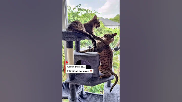 Video 10369201: savannah cats love, cat fight, savannahcat, funny cat, pets