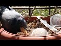 Pigeon feeding it's young one