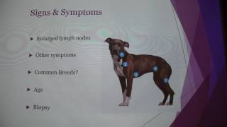 Canine Lymphoma
