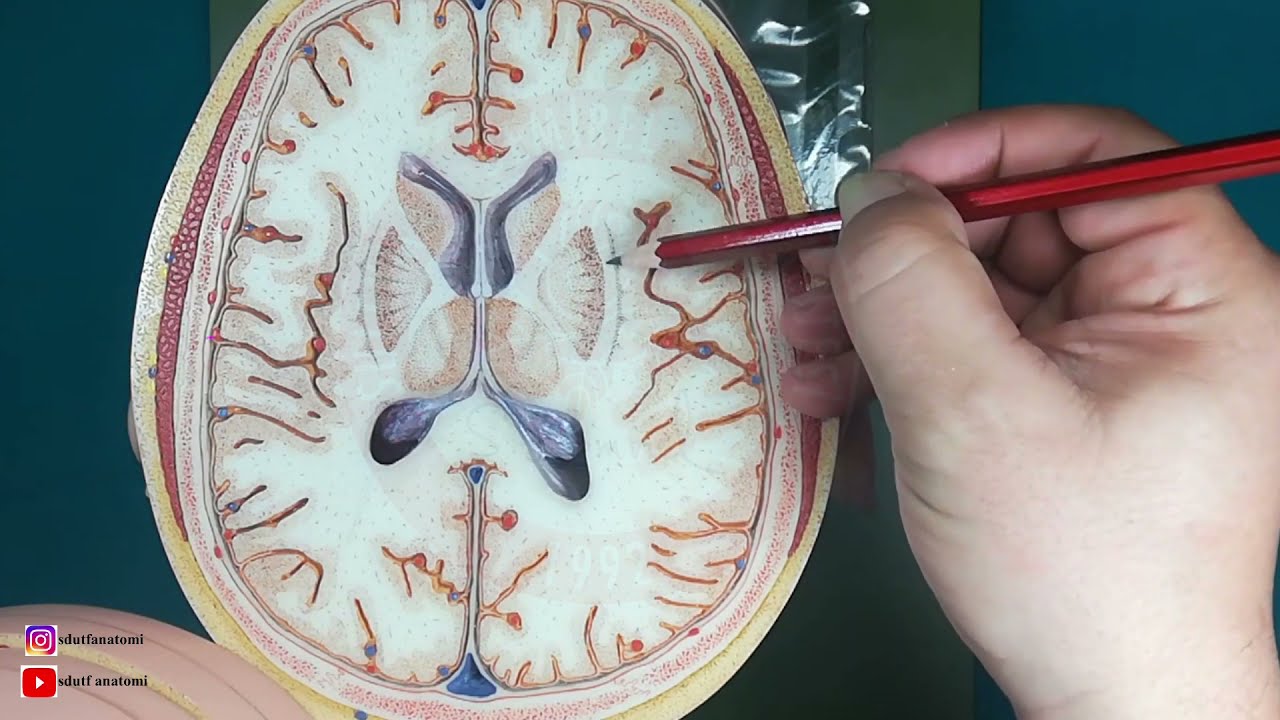 Nuclei Basales (Bazal Ganglionlar***, Bazal Çekirdekler)