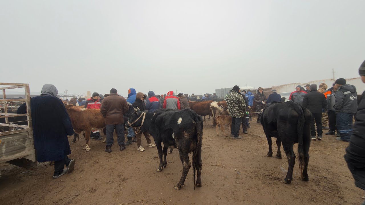 БЕРУНИЙ СИГИР БОЗОРИ 3 КИСМ 01.02.2026