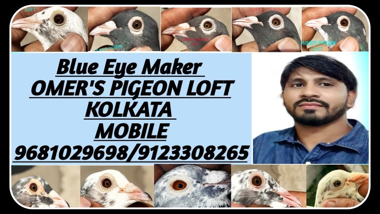 Omar Bhai Ke Madrasi Kabutar Blue Eye Maker Omer S Pigeon Loft