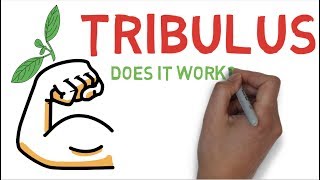 TRIBULUS EXPLAINED: DOES TRIBULUS TERRESTRIS WORK ?