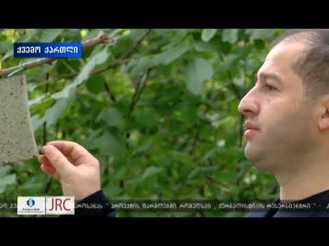 სურსათის ეროვნული სააგენტო ქვემო ქართლში ფიტოსანიტართა ჯგუფი  ფაროსანაზე  მონიტოგრინგს ანხორციელებს