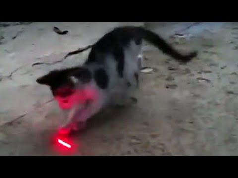 Pequeño gatito divertido vs puntero láser - Gatos que juegan con el punto  láser 